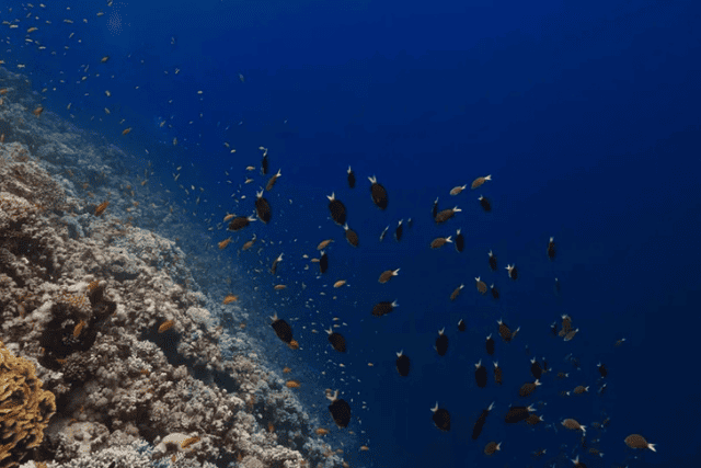 1-day tour to Sharm El Sheikh