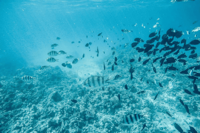 Hurghada snorkeling tours