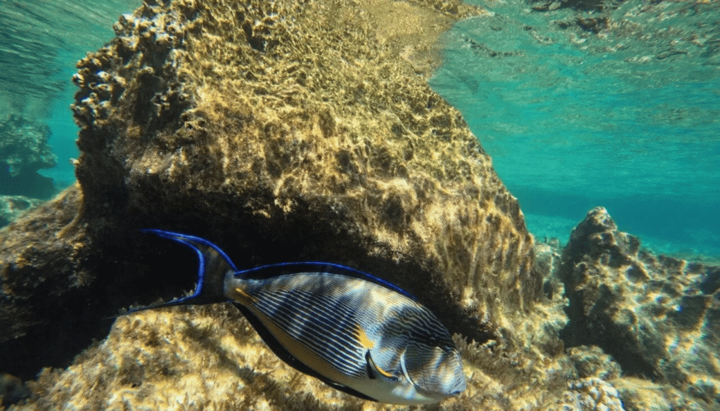 Snorkeling Ras Mohammed Egypt