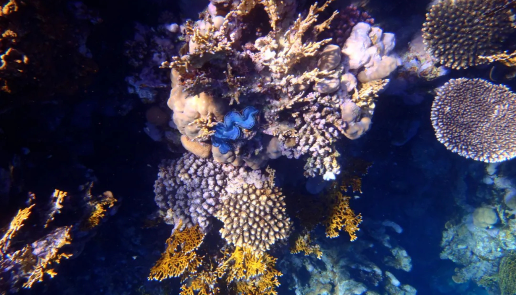 Ras Um Sid Sharm El Sheikh