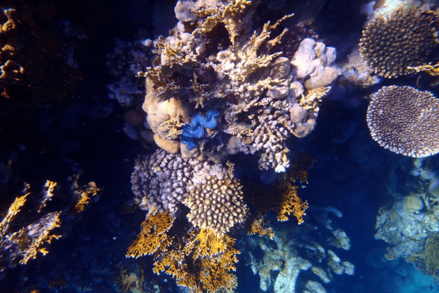 Ras Um Sid (Sharm El Sheikh)