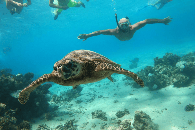 Sharm El Luli (Marsa Alam) 1