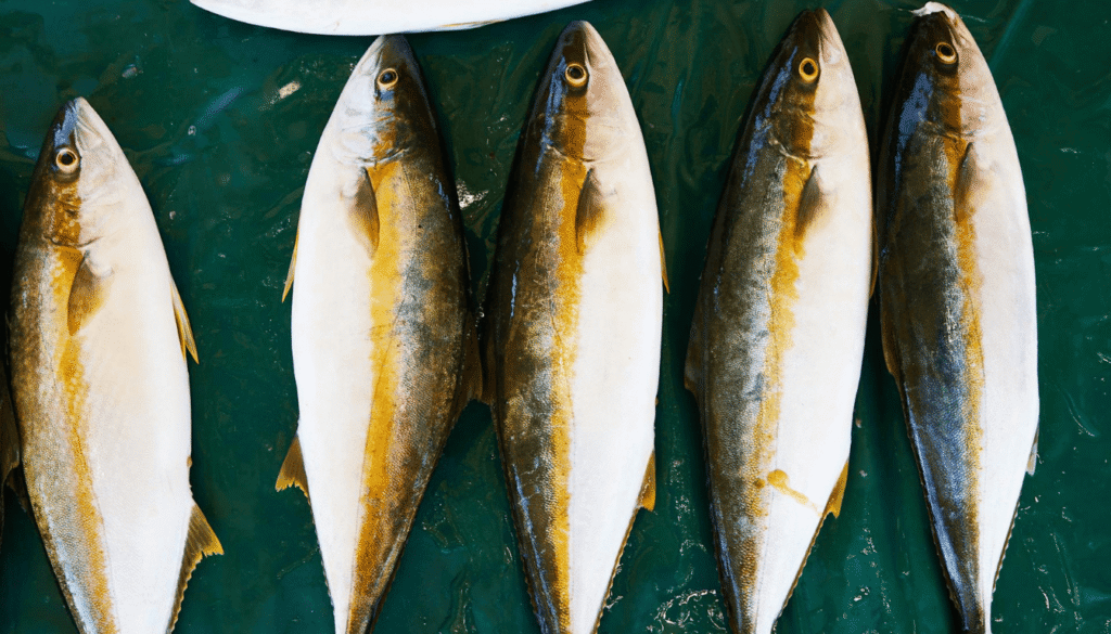 egypt coastal cuisine