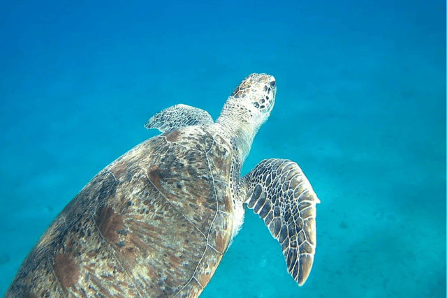 Abu Dabbab Bay Egypt