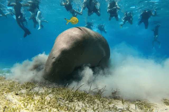 Abu Dabbab dugong 1
