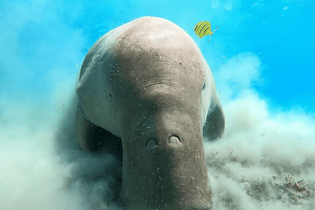 Abu Dabbab dugong