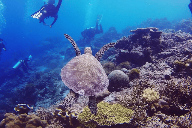 Marsa Alam snorkeling spots