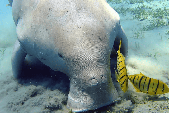 abudabbab-bay-sea-turtles-dugongs