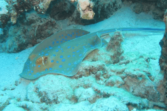 best snorkeling in Marsa Alam