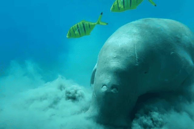 family snorkeling Egypt