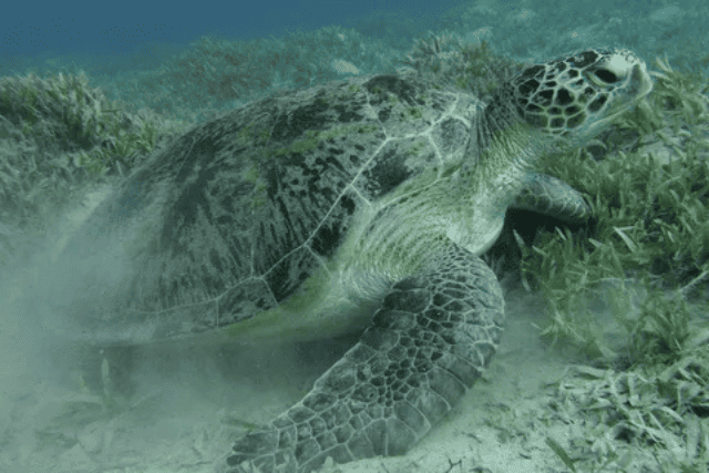 swim with sea turtles Egypt