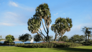 Best 5-star hotels in Aswan