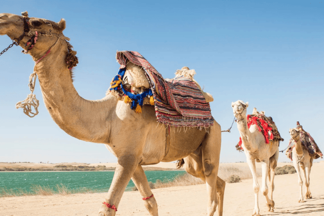 4x4 Desert Safari with Sandboarding and Camel Ride in Cairo
