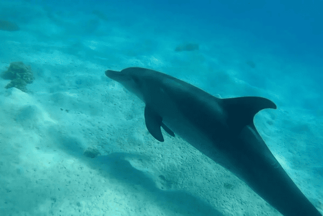 Dolphin House in Hurghada