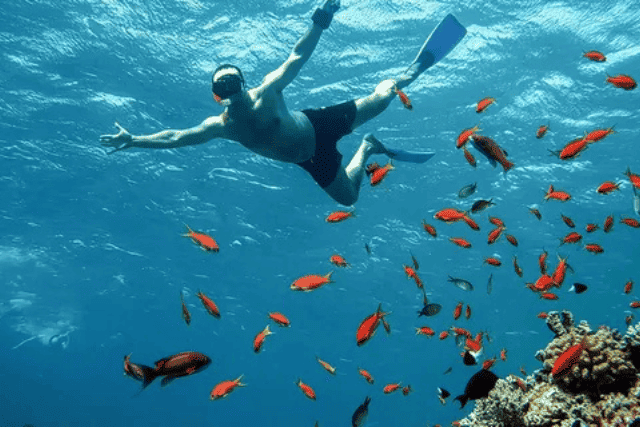 Snorkeling and diving in the Red Sea