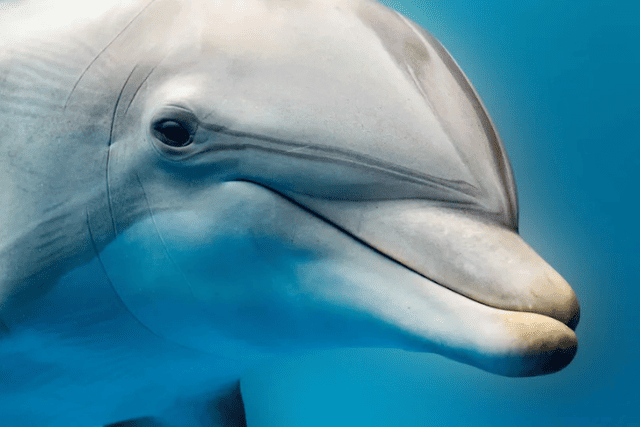 Private Dolphin Speedboat Hurghada Snorkeling Tour & Lunch.
