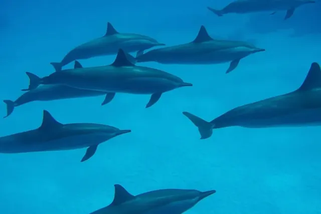 Dolphin House Snorkeling Cruise and Diving for Beginners in Marsa Alam