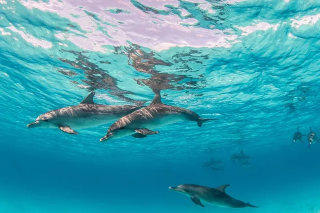 Hurghada Red Sea Full-Day Snorkeling & Dolphin Watching Tour