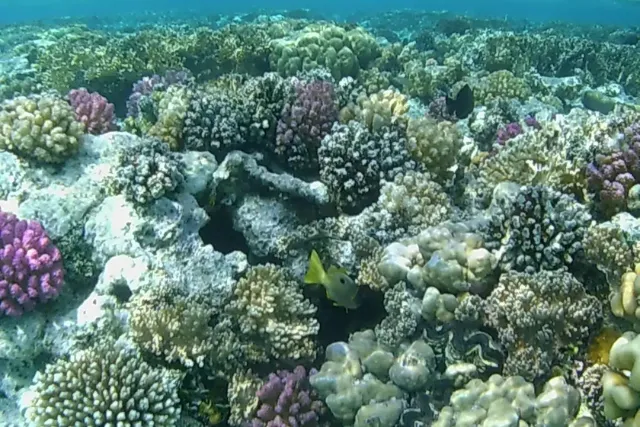 Sataya Reef Marsa Alam