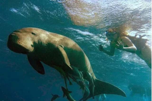 Snorkeling with Dugongs Marsa Mubarak Boat Trip from Marsa Alam