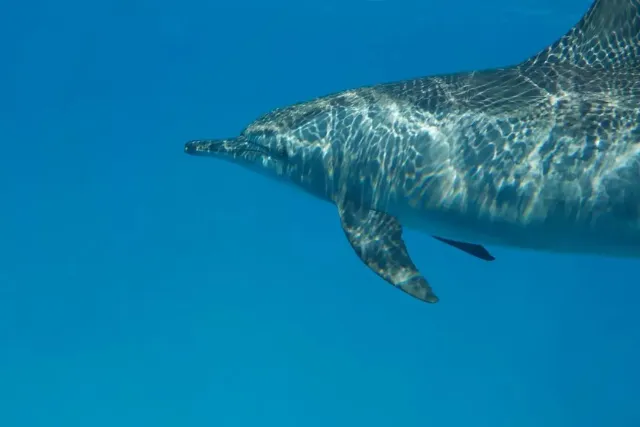 Snorkeling with dolphins in Egypt