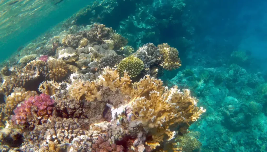 Things to do in Marsa Alam