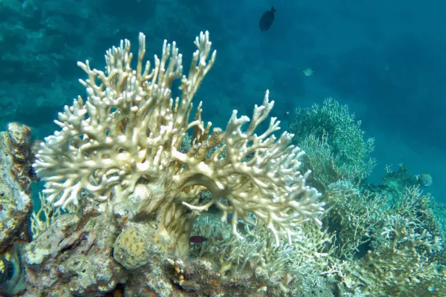 sataya reef dolphin house marsa alam