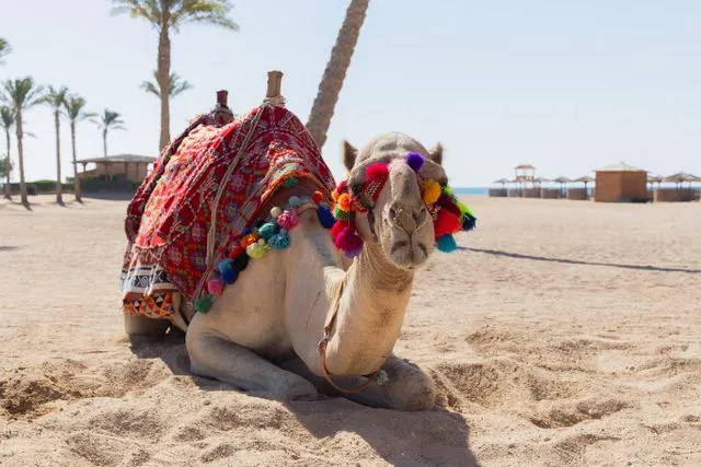 Sharm El Sheikh tour
